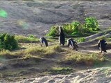 I pinguini del Sud Africa -African penguins , Cape Town , Boulders beach.VOB
