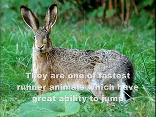 Top 10 Best Jumper Animals!