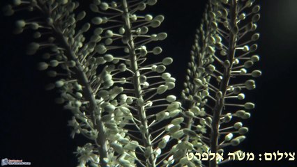 פסטיבל חורף של ציפורים