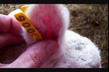 Ear Tagging & Tail Docking In Young Lambs