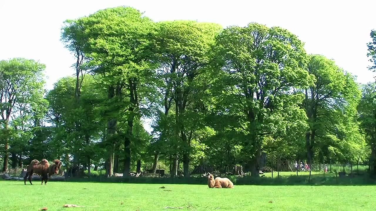 Manor House - Birth of a Baby Camel: MHWP, Tenby, Pembrokeshire, Wales: May 23rd, 2012