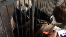 パンダちゃん、餌やり体験  panda パンダ　大熊猫