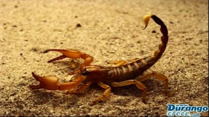 Leyenda Del Alacran De La Antigua Carcel De Durango