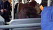 Une femme se déchaîne dans un bus en tenant des propos racistes