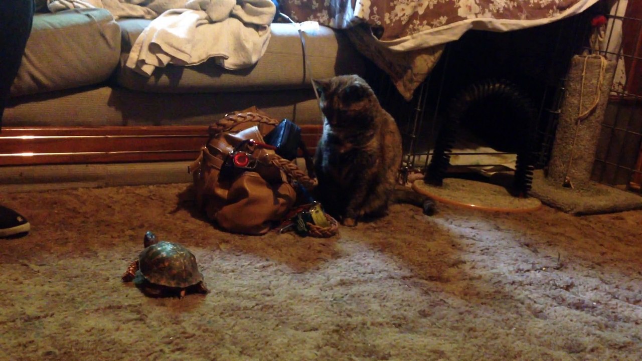 Endo Meeting A Turtle For The First Time.