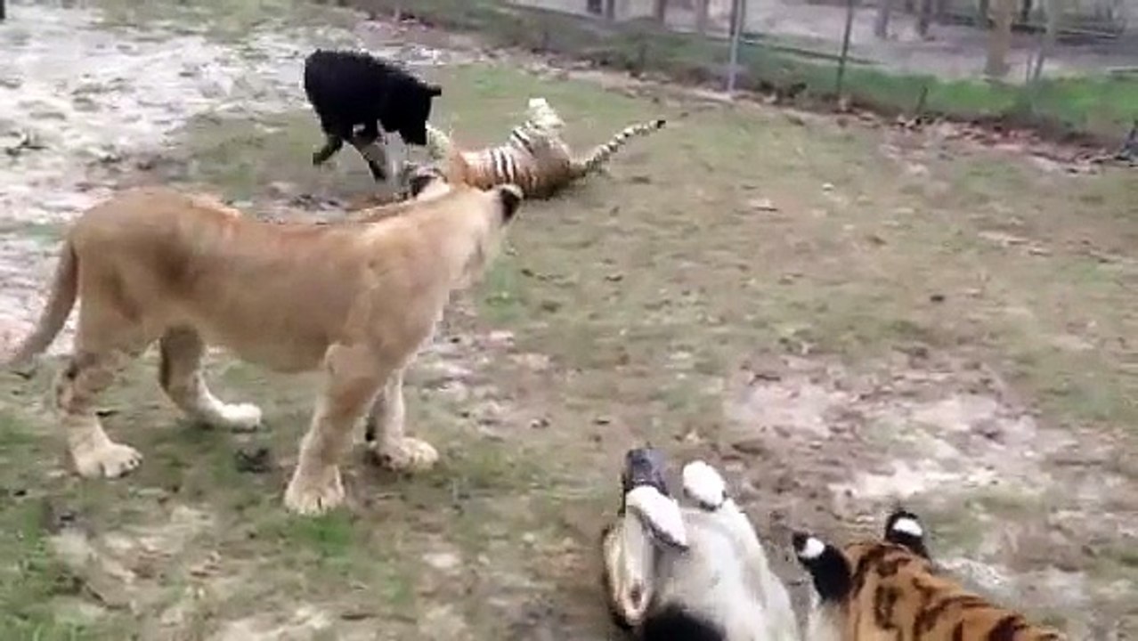 dogs_playing_tigers