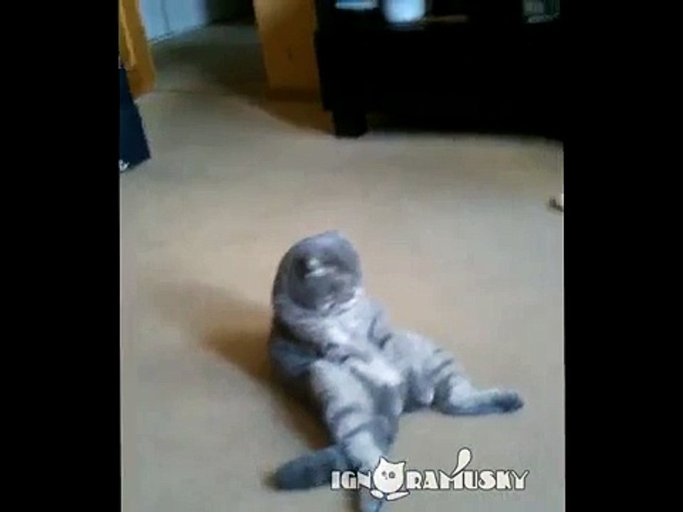 funny_cat_new