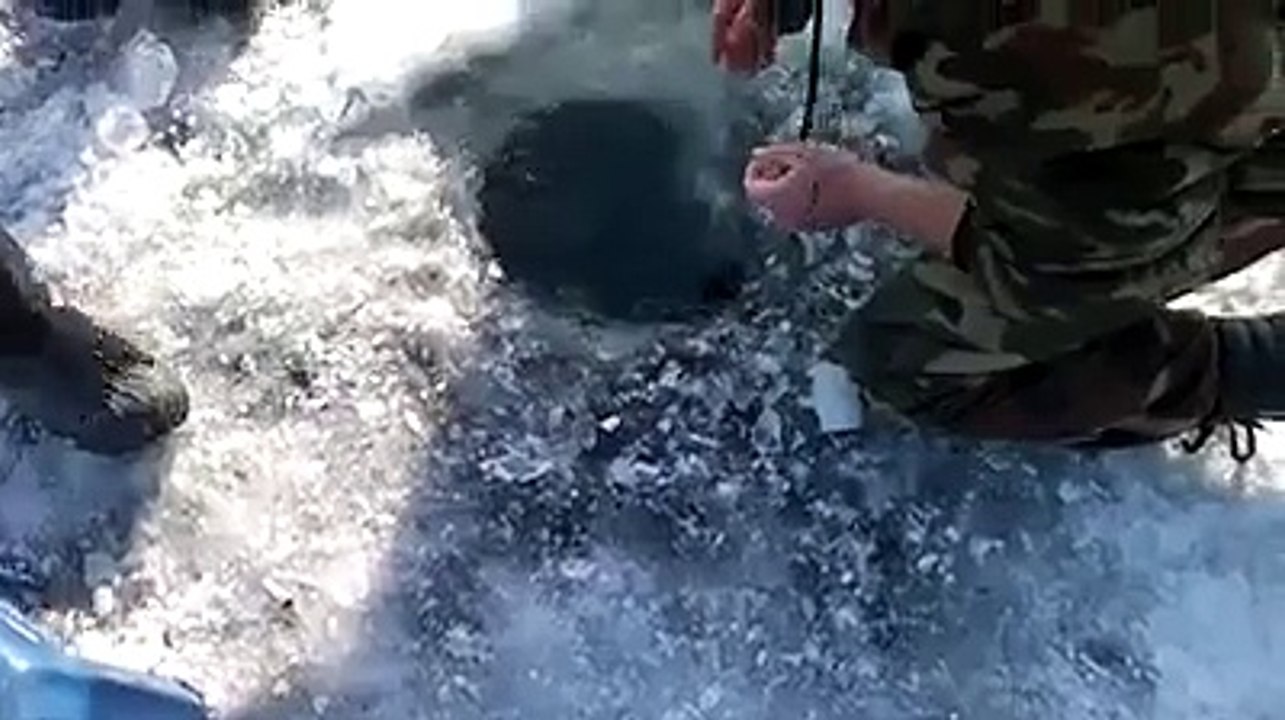 chelyusti_new_fish