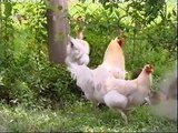 Brlog - Domaca kokoš