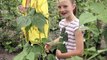 Biodynamic Farming at Forstbauer Family Natural Food Farm