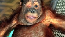 Uplifting story of Shelton the Orangutan, shot 16 times and Kopral who lost both arms