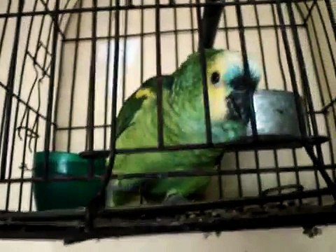 Impresionante loro que llora, Habla, y Canta