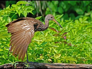 Aves Sudamérica 3