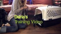 French Bulldog Puppy: Basic Training, Crate