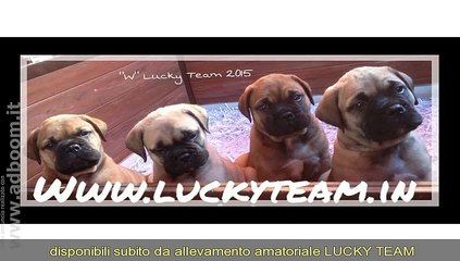 VARESE,    BULLMASTIFF CUCCIOLI