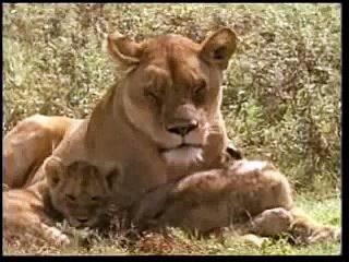 Naturaleza y Vida Salvaje - Los Leones del Serengueti 3/5