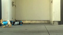 jiff funny cute dog amazing tricks video