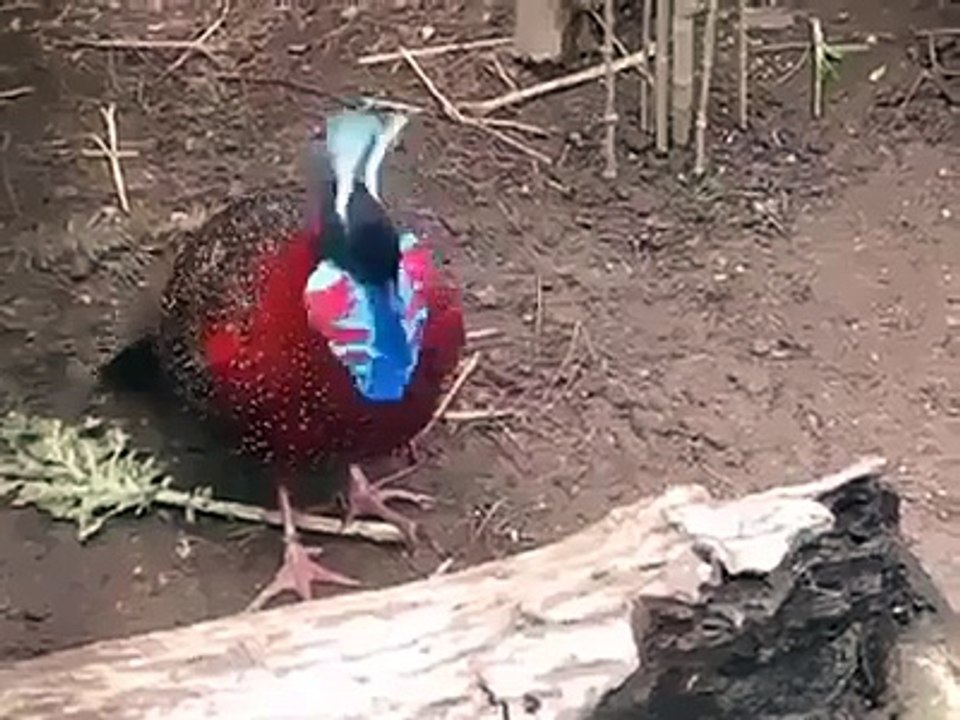 Beautiful Strange Bird Changes its Look So Quickly