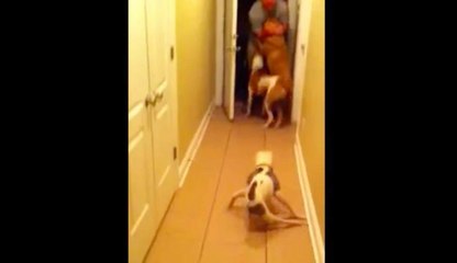 Cette chienne paralysée trouve la force de célébrer le retour de son maître