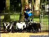 fainting goats