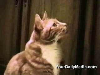 Talking cats - a circulating video