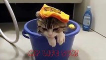 Смешные кошки, коты и котята. Cборка лучших видео!