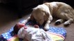 Golden retriever puppy: Amazing footage - golden retriever puppies great with babies and children