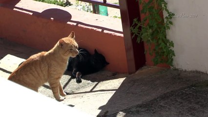 Gatos apareandose.impresionantes maullidos de la hembra.(HD)