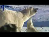 Chiens et Ours blancs (Dogs and Polar Bears)