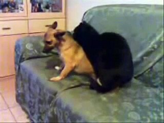 Gatto monta il cane e attacca alla gola.wmv