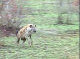 Gazelle's LUCKY ESCAPE from CHEETAH and HYENA by PLAYING DEAD!