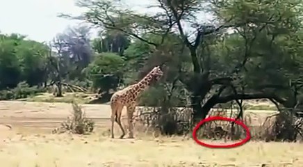 فيديو رائع شاهد هجوم الأسد على الزرافه