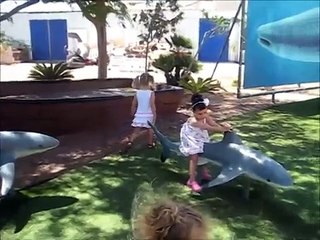 דגים נדירים, תמנונים, סוסי ים ועוד - המצפה התת ימי אילת - Rare fish at  Eilat Underwater Observatory