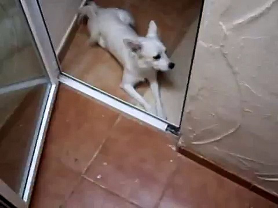 Sweet Puppy