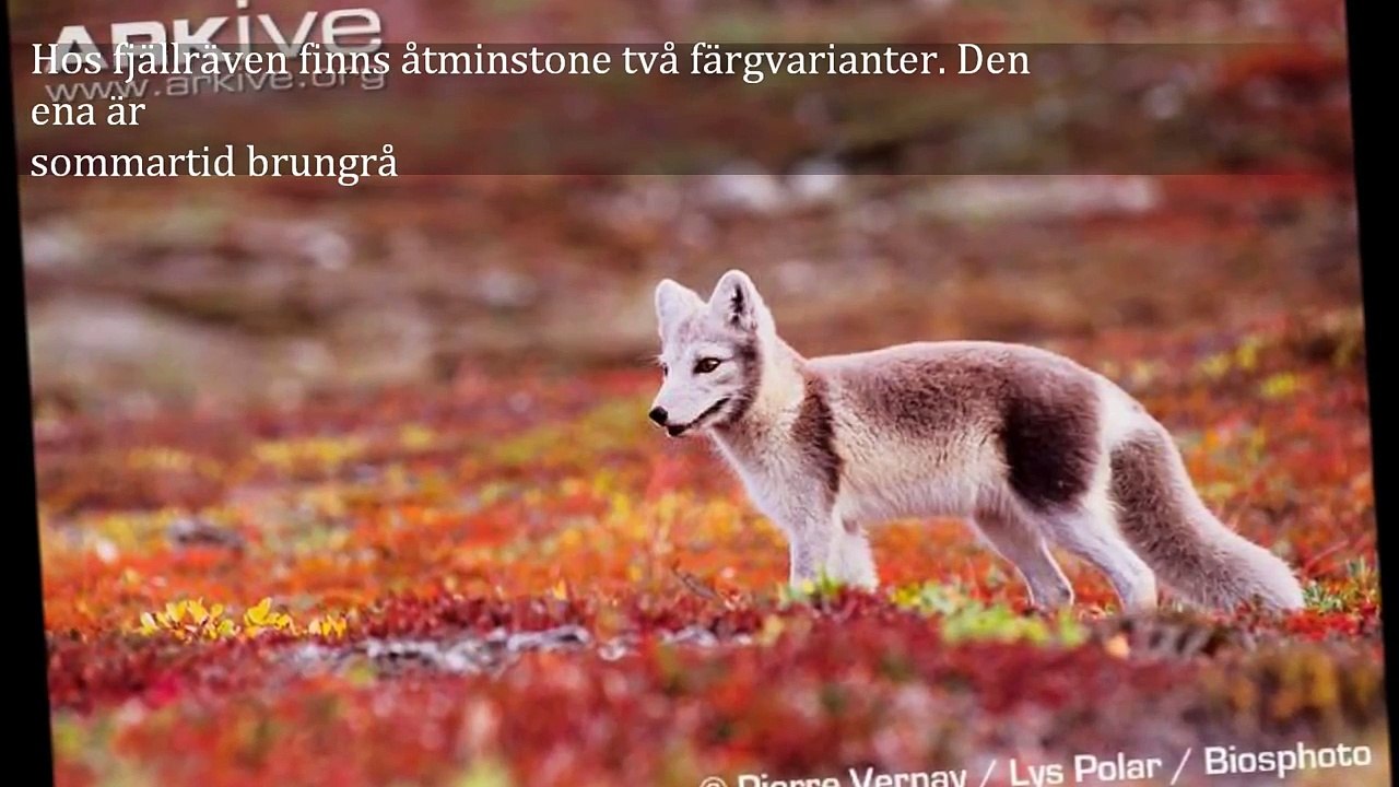 Fjällräv