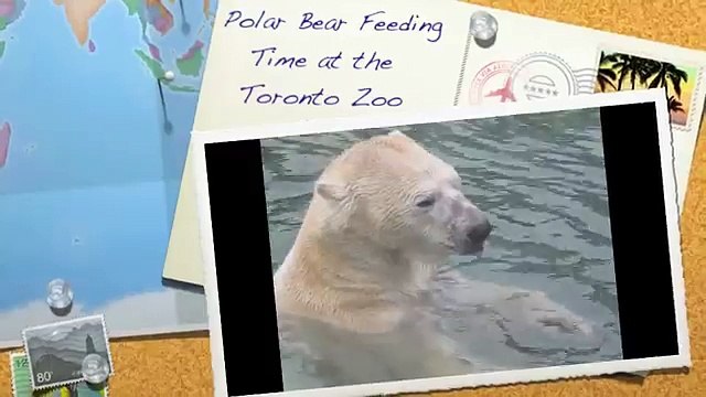 Polar Bear Feeding Time at the Toronto Zoo