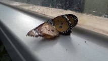 樺斑蝶同性相吸？