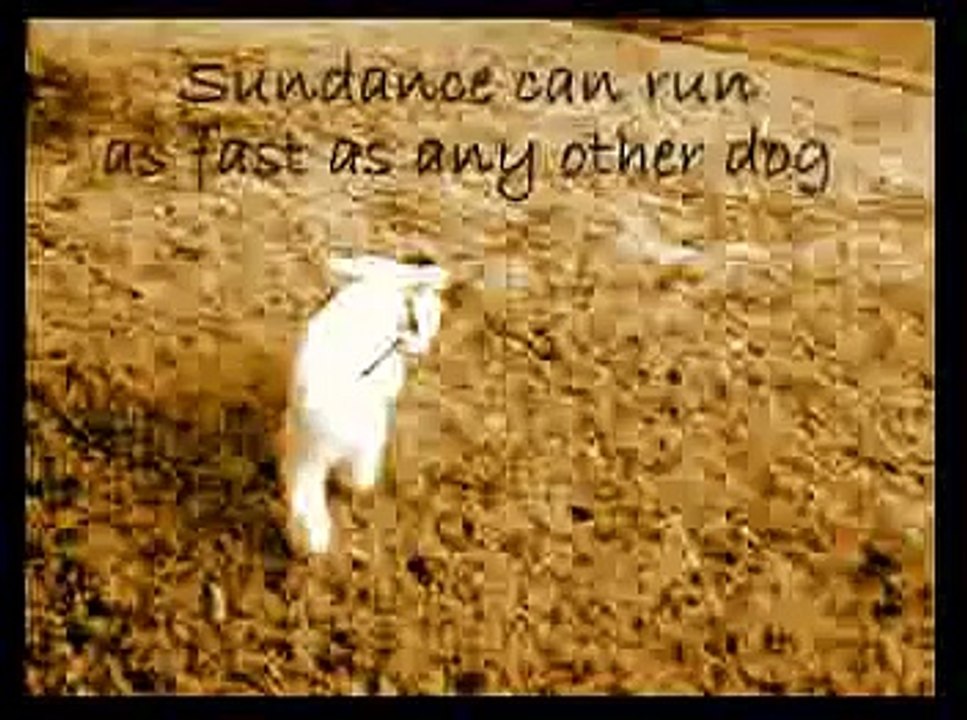 Sundance saved by Small Paws Rescue
