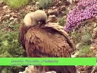 Alimentación Buitre Leonado