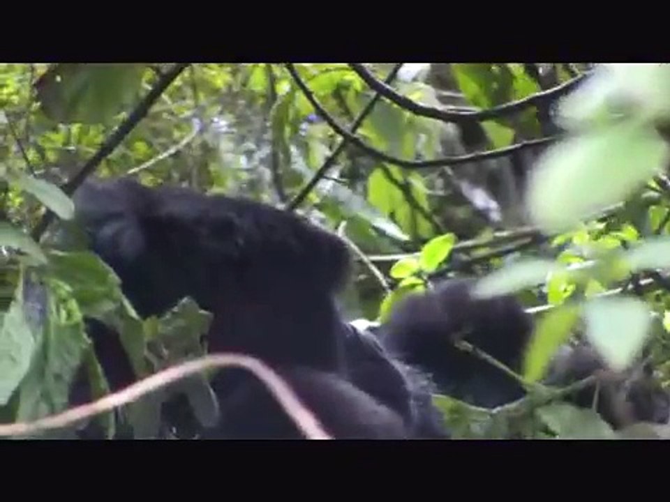 Gorilla Doctors Attempt to Rescue a Baby with a Snare around Its Neck