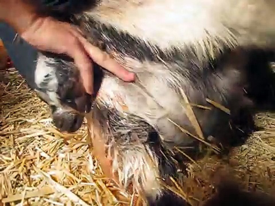 Difficult Pygmy Goat Birth (First of two Babies) HBA Farms Video 1 of 3