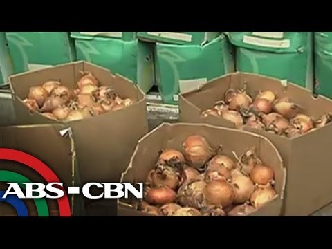 Import permits on onion under investigation
