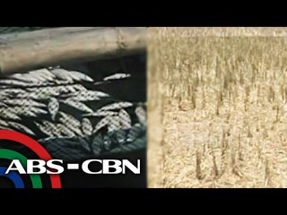 Bandila: Fishkill in Dagupan; Effects of 'weak El Niño' in farmlands
