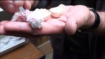 Hand Feeding Baby Owls