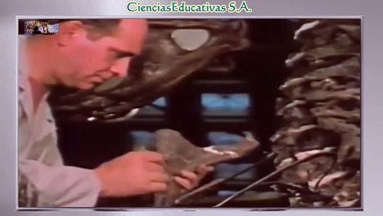 PALEONTOLOGÍA Y LOS FOSILES : DOCUMENTAL COMPLETO