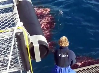 Plongée en cage avec le Grand Requin Blanc