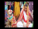 بالفيديو: مراسم زواج فتاة هندية من كلب ضال