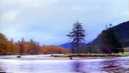 Man kicks a bear in the nuts, ouch!