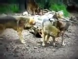 Funny joke - ПРИКОЛЫ Pairing Wolves - Спаривание Волков