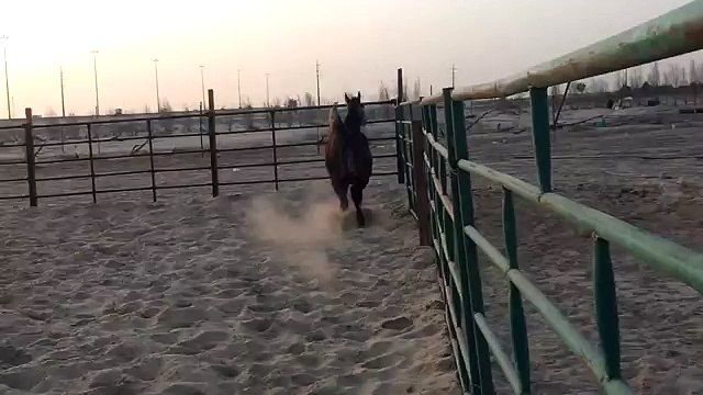 فرس عربية اصيلة بنت شلوى arabian horses in Saudi Arabia